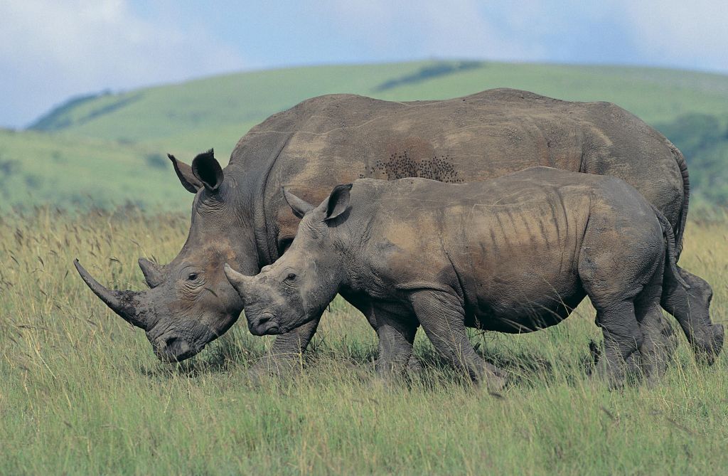 White Rhinoceros (Ceratotherium simum), and calf
