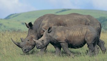 White Rhinoceros (Ceratotherium simum), and calf
