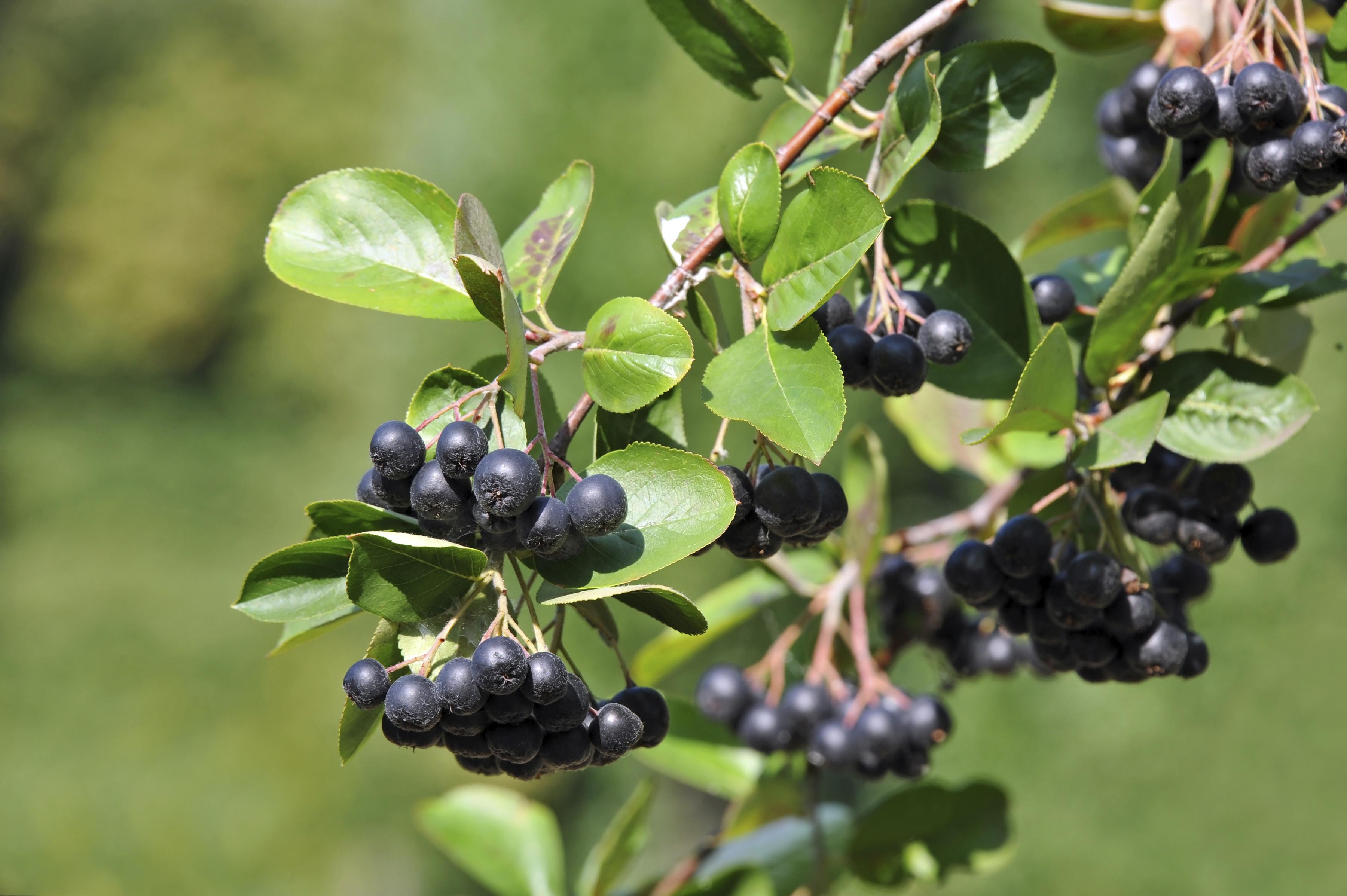 Black ashberry (Aronia melanocarpa)