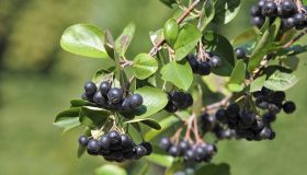 Black ashberry (Aronia melanocarpa)