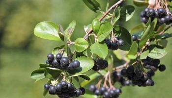 Black ashberry (Aronia melanocarpa)