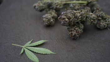 cannabis leaf plant