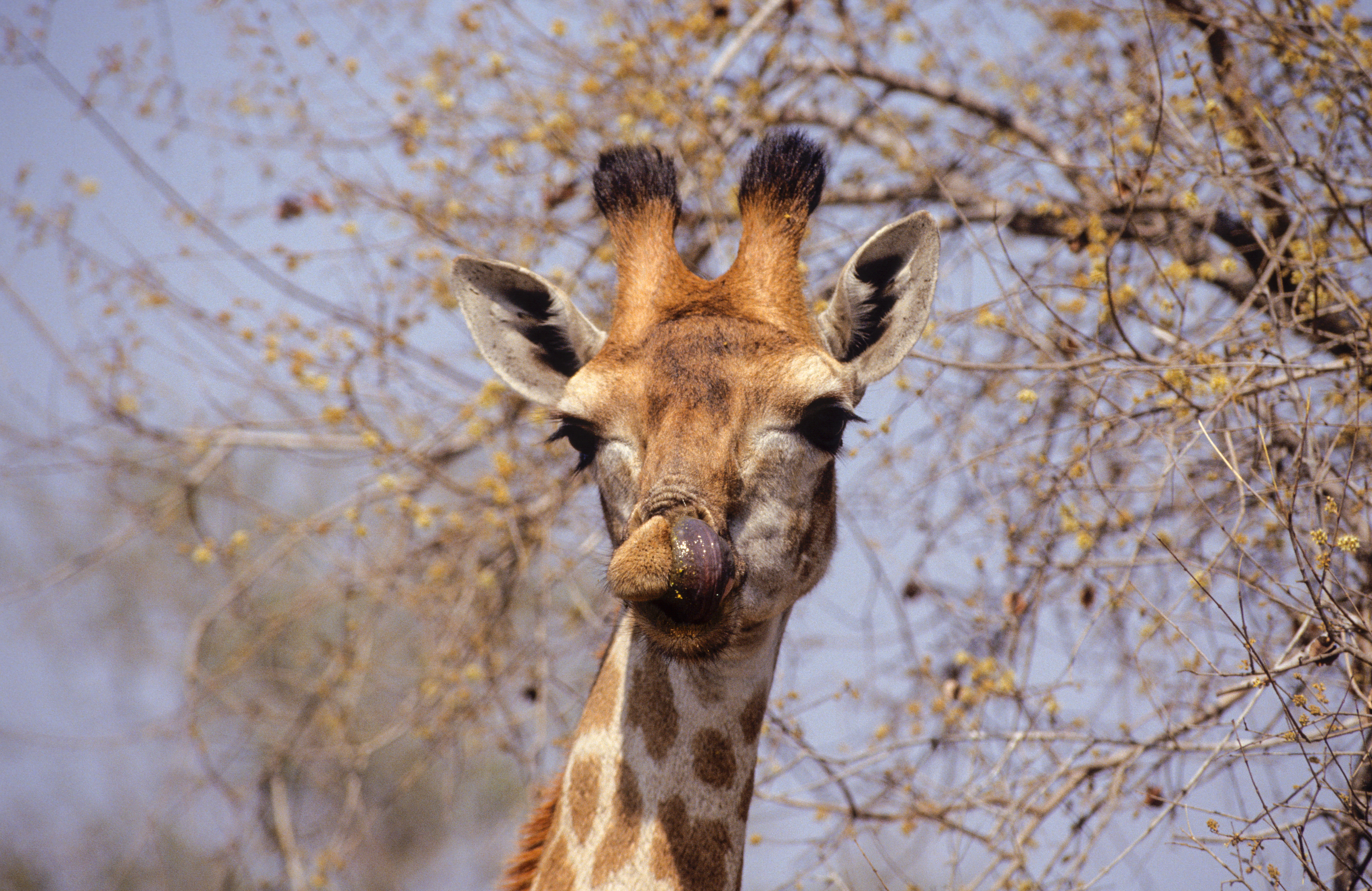 A female Giraffe licks her lips.