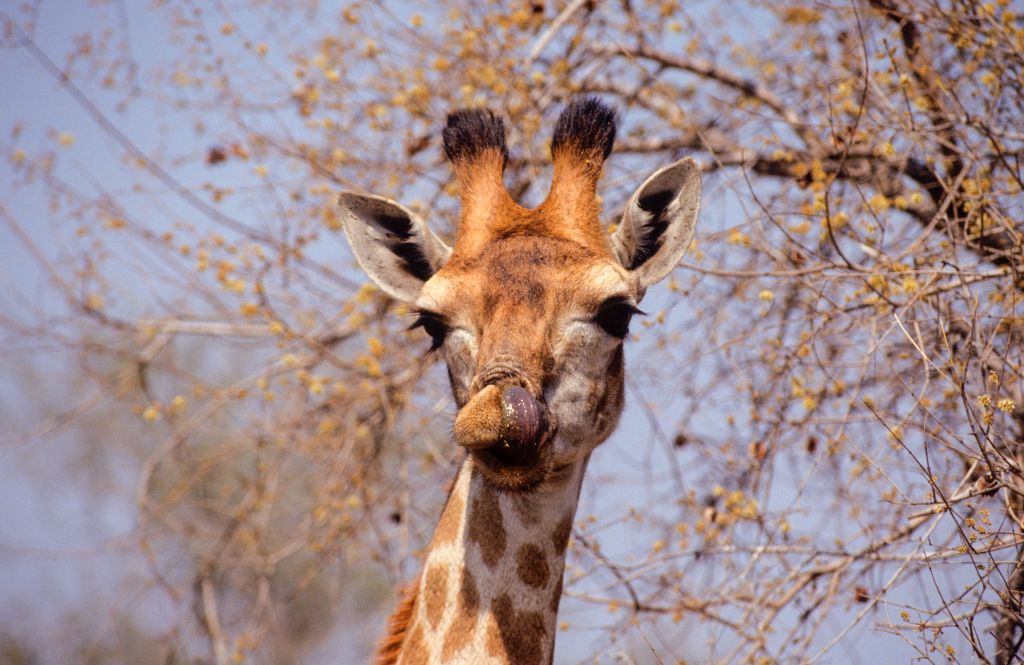 A female Giraffe licks her lips.