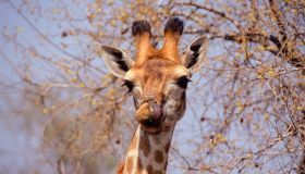 A female Giraffe licks her lips.