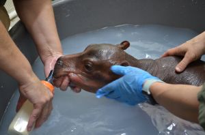 Premature Baby Hippo Is Smallest Calf Ever Born