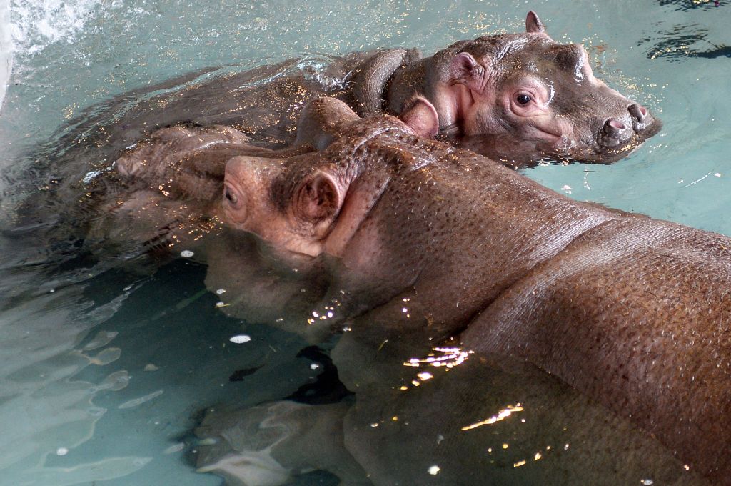 Mother's Day Kisses for baby Hippo