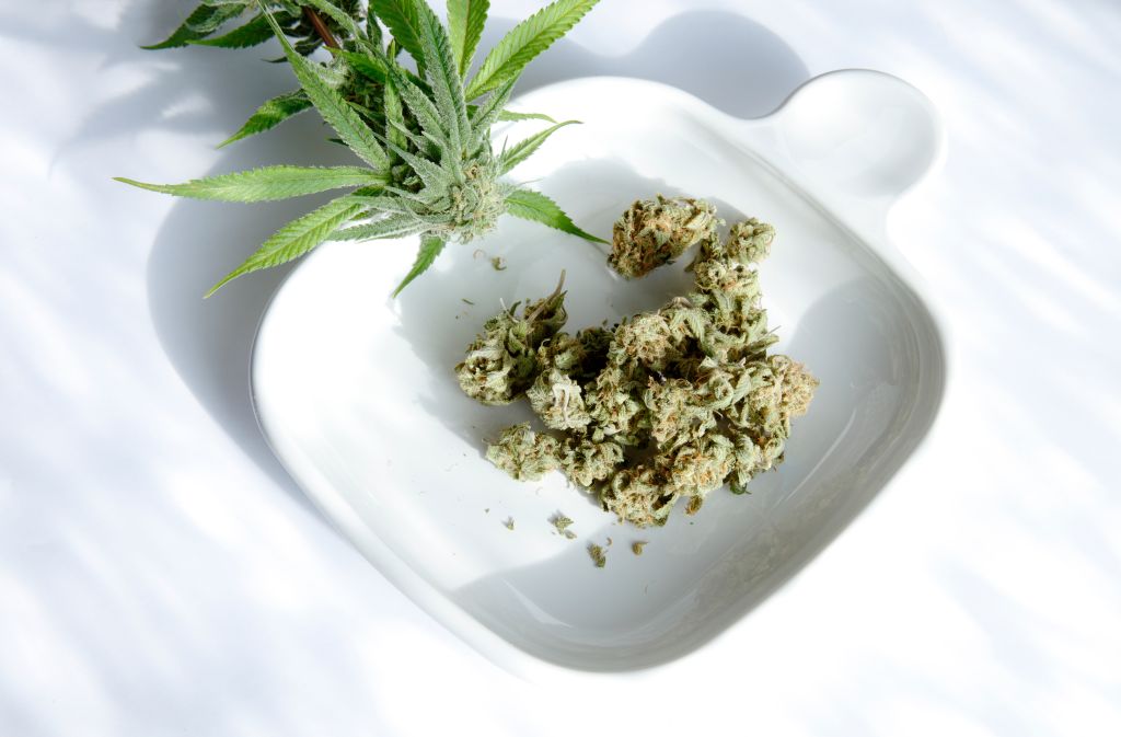 marijuana nuggets and plant on displayed