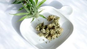 marijuana nuggets and plant on displayed