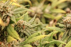 Growing indoor marijuana plants in bloom.