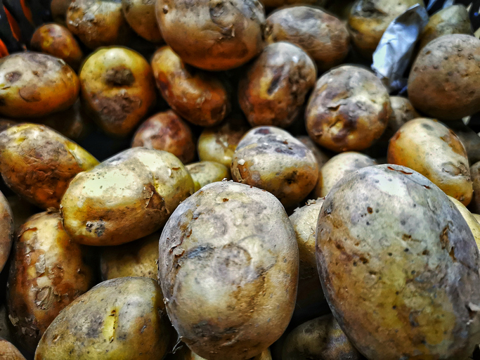 Close-Up of Raw Potatoes in Pile Displaying Natural Texture