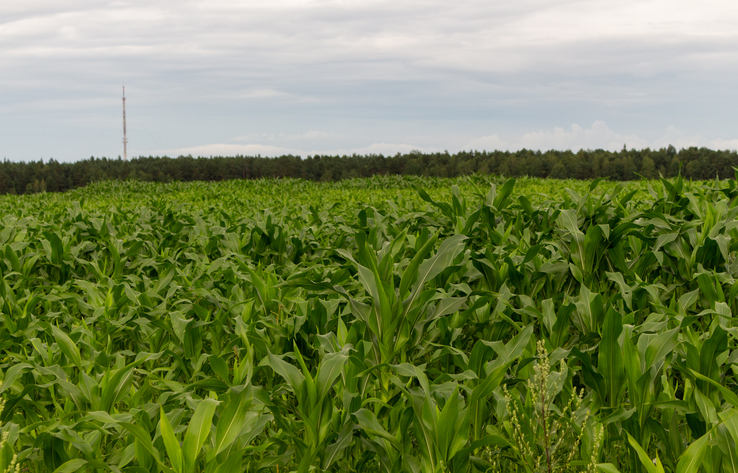 agriculture, field planted with corn, summer day
