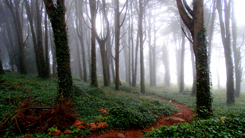 Enchanted forest - The Sintra Mountains