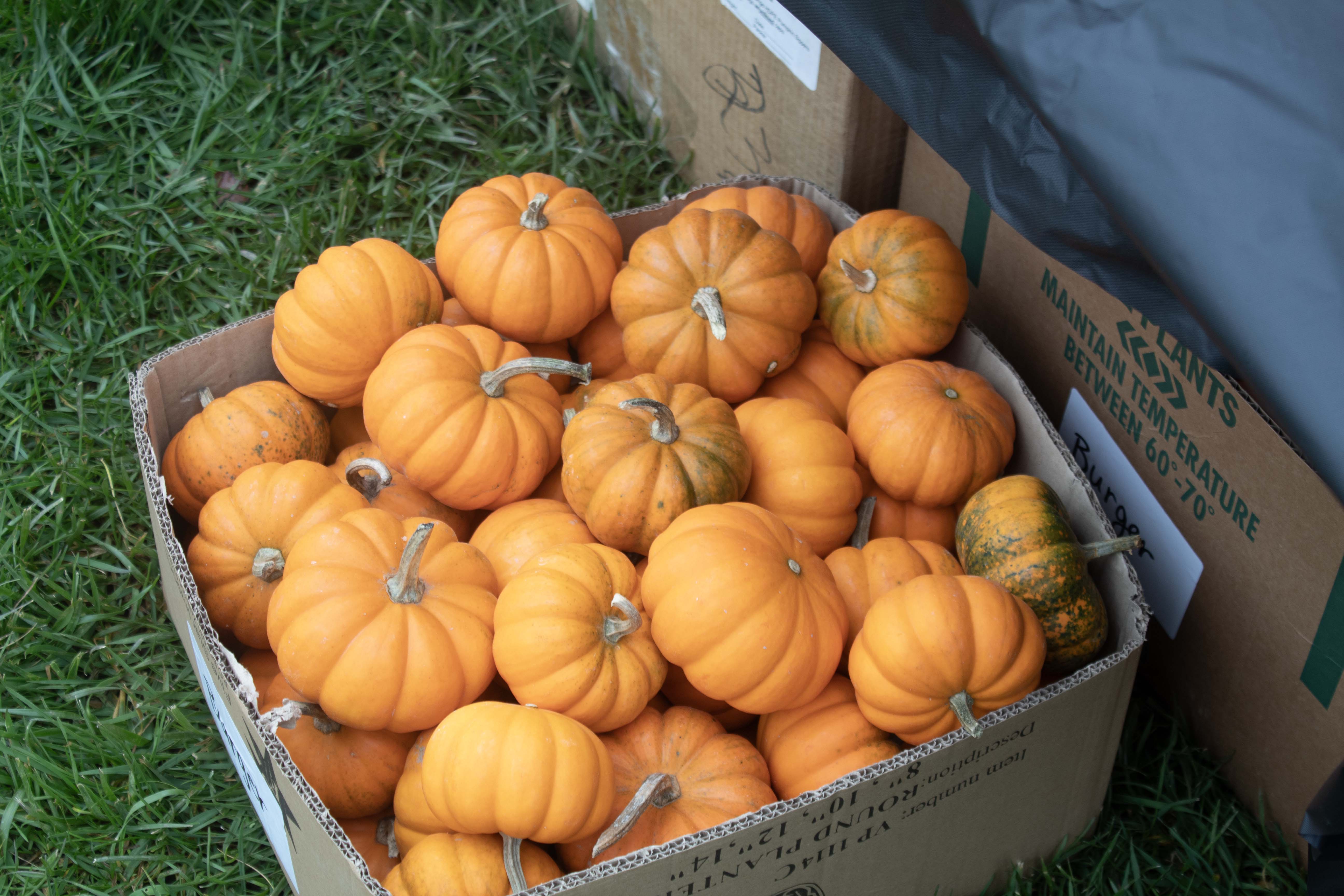 2025 Halloween Jamboree