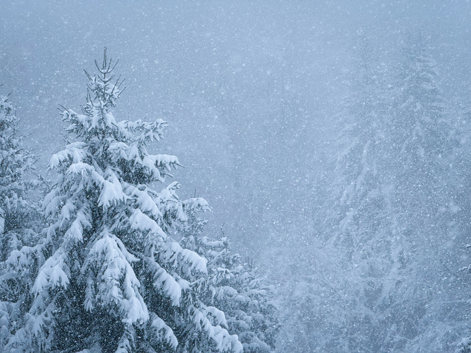 CLOSE UP: Snow covered fir tree during a heavy snowfall in a winter forest