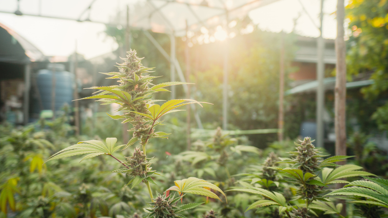 premium organic cannabis bud,sun-grown medicinal marijuana flower,golden hour cannabis photography,cannabinoid extraction research