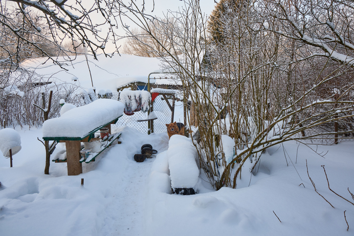 Winter rural backyard with dog in snow