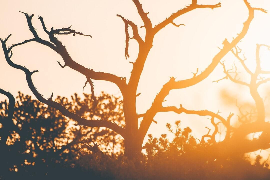 Why dead branches are more than an eyesore